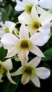 Dendrobium Ariek Firmansyah