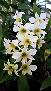 Dendrobium Ariek Firmansyah