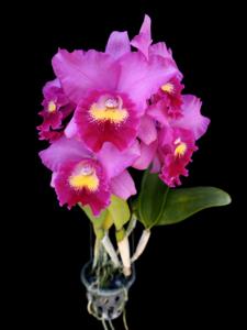 Cahuzacara Hsinying Pink Doll