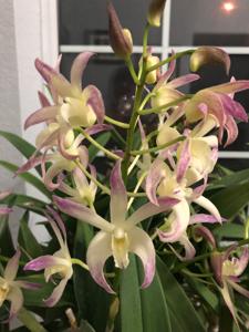 Dendrobium Special Surprise