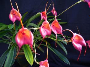 Masdevallia Geneva Royale