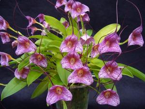 Masdevallia Wally Bernstein