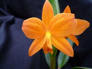 <i>Cattleya</i> Teipels Optima