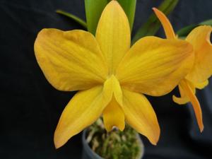 Cattleya Teipels Optima
