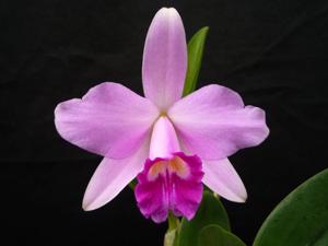 Cattleya Teipels Sincolori