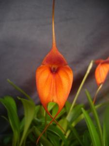 Masdevallia Teipels Macweli