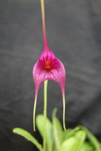 Masdevallia Resplendent Giant