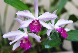 Cattleya Canaima's First