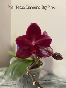 Phalaenopsis Mituo Diamond