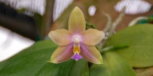 Phalaenopsis Arnel Tobia