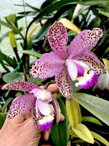 Cattleya Brabantiae