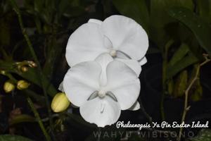 Phalaenopsis Yu Pin Easter Island