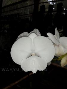 Phalaenopsis Yu Pin Easter Island