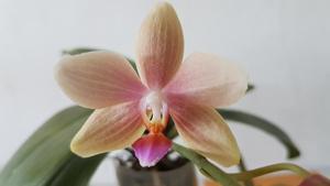 Phalaenopsis Sunday Java