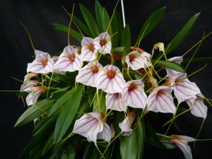 Masdevallia Night Stripes