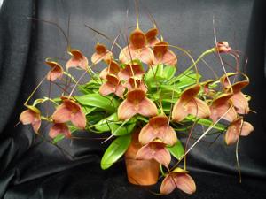 Masdevallia Teipels Stardust