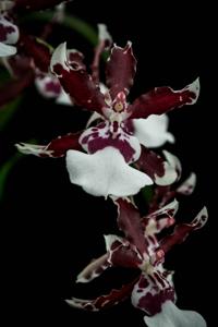 Oncidium Jungle Monarch