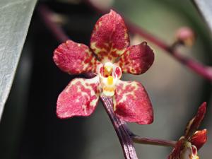 Sarcochilus Daybreak