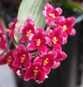 Sarcochilus Duno Nickys Twin-Nabiac