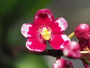 <i>Sarcochilus</i> Graceful