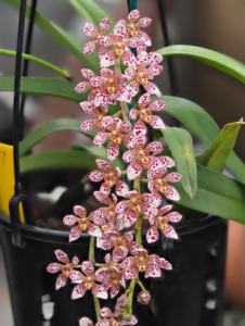 Sarcochilus Jeanne