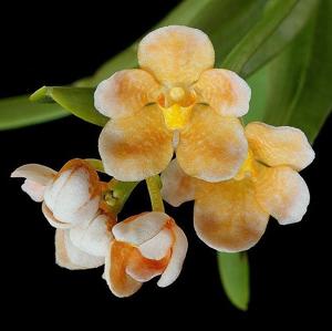 Sarcochilus Sunny