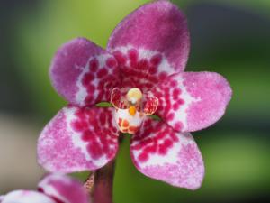 Sarcochilus Sunny-Zoe