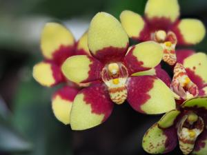 Sarcochilus Surprise