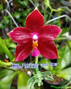 Phalaenopsis Eddy Redwine