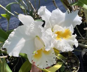 Cattleya Pearl Harbor