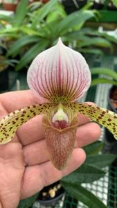 Paphiopedilum Sue Worth