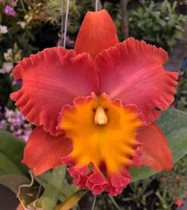 Rhyncholaeliocattleya Orange Diamond