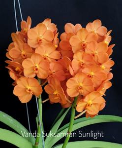 Vanda Suksamran Sunlight