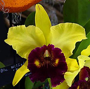 Rhyncholaeliocattleya Williette Wong