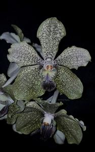 Vanda A'Pura