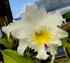 Rhyncholaeliocattleya Mount Hood