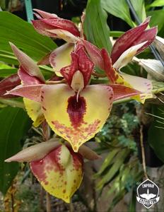 Catasetum Jeferson C. Lucas