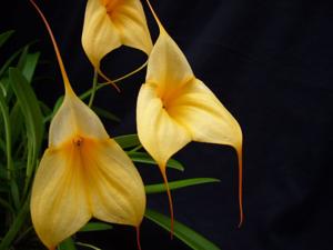 Masdevallia Alyssa Maria