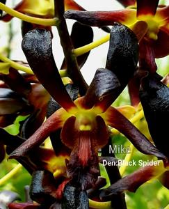 Dendrobium Black Spider