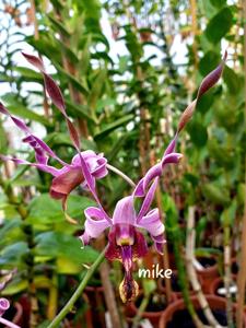 Dendrobium Darmin Nasution