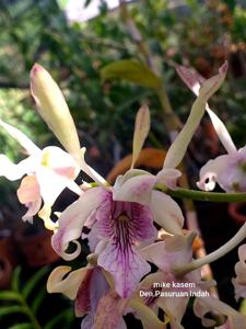 Dendrobium Pasuruan Indah