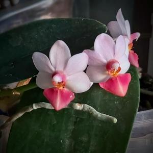 Phalaenopsis Liu's Cute Angel