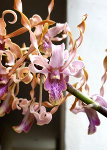 Dendrobium Jairak Helix