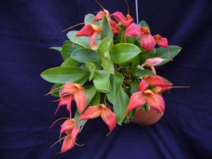 Masdevallia Teipels Kleiner Drache