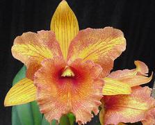 Rhyncholaeliocattleya Arabesque