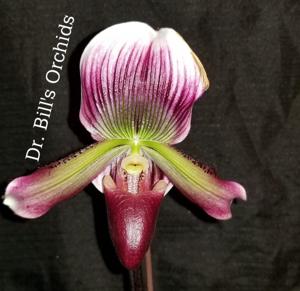 Paphiopedilum Magic Cherry