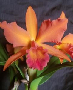 Cattlianthe Jewel Box