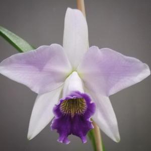 Laeliocattleya Blue Magic