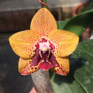 Phalaenopsis Zheng Min Anaconda