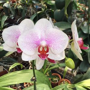 Phalaenopsis Nico Redland Mist